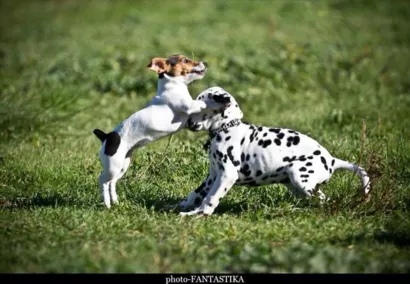 Créer un lieu vraiment Dog-Friendly pour voyager