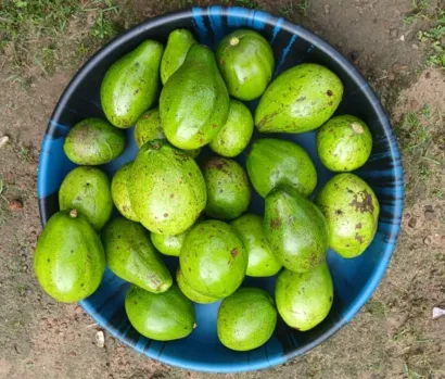 PIYA : l’avocat dans tous ses états pour un avenir durable