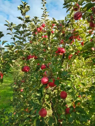 Pommeraie en syntropie à Cavaillon (84)