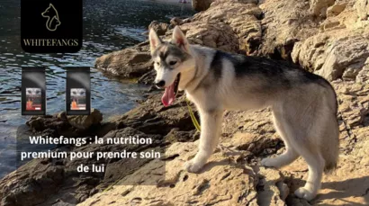 Whitefangs : La nutrition haute performance à 65% de viande
