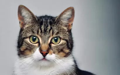 Association Protect Chats Libres