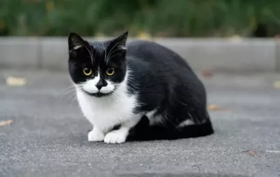 Comité Terre Animaux Protection