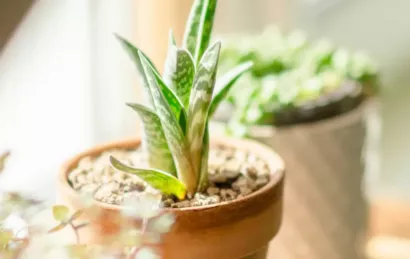 SIMON DE CYRENE VANVES