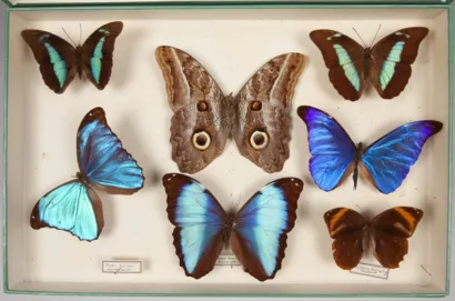 Créer le pavillon de la biodiversité à Metz