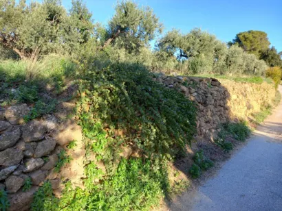 Développer un verger conservatoire à Beaumes-de-Venise