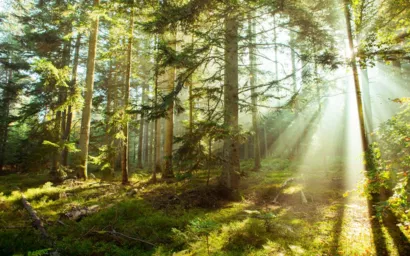 Préserver les forêts ardéchoises à Ardèche