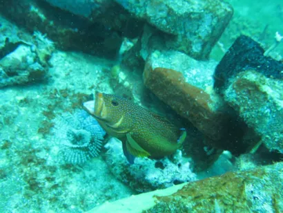 Protéger les fonds marins en Guadeloupe