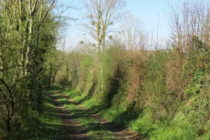 Réaliser la plantation de haies en Deux-Sèvres