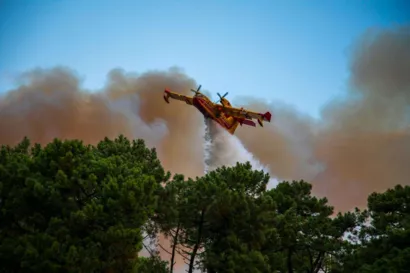 Reboiser la forêt du Pignada à Anglet