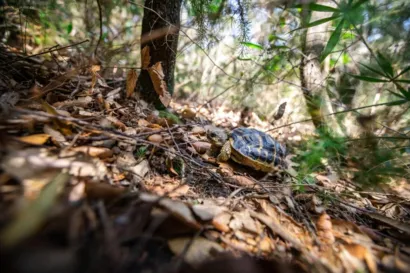 Réhabiliter la population de tortues d'Hermann à Carnoules
