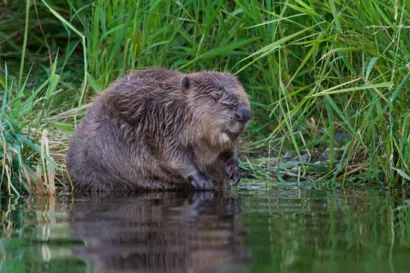 Remettre en eau l'étang du Grand Albert à Porte-des-Bonnevaux