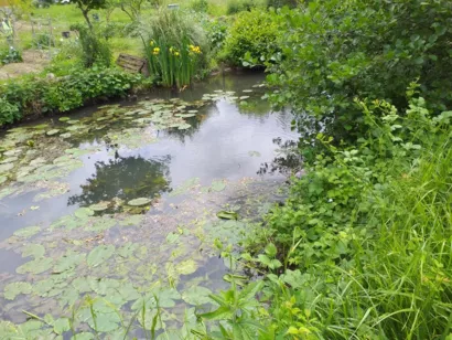 Restaurer la continuité écologique de la Dive de Morthemer à Valdivienne