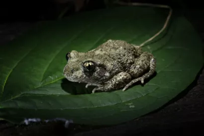 Restaurer les mares franciliennes à Île-de-France