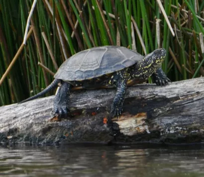 Restaurer les mares pour préserver l'habitat de la cistude d'Europe à Allier
