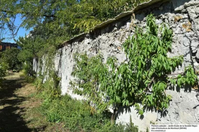 Restaurer les murs à pêches à Montreuil