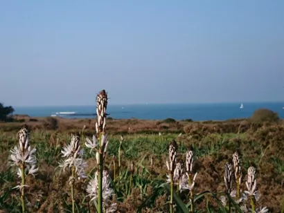 Transformer le site de la lande sèche à Ploemeur